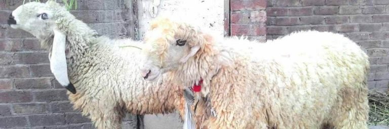 Eid Al-Adha – A Festival of Sacrifice