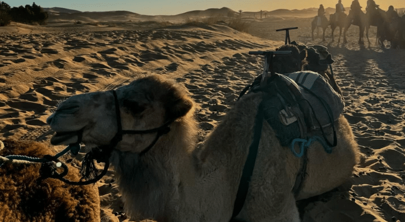 Booking Your Safari