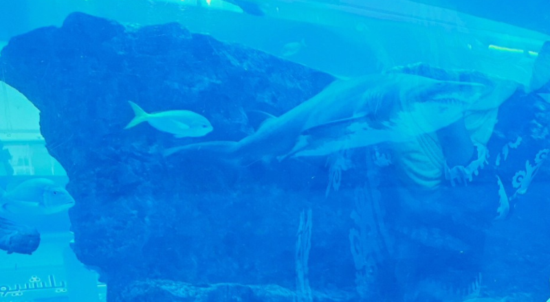 Dubai Aquarium and Underwater Zoo