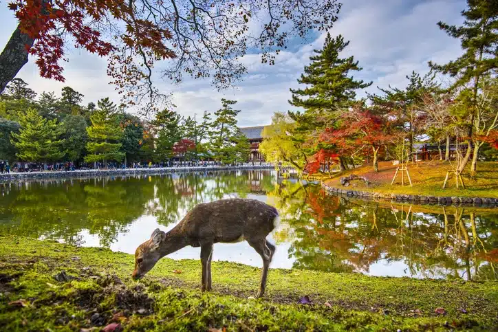 3 Day Kyoto, Osaka & Nara Tour Package (1)